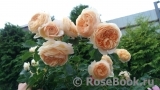 Crown Princess Margareta® Crown Princess Margareta®