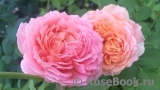 Jubilee Celebration® Jubilee Celebration®