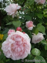 Generous Gardener, The Generous Gardener, The