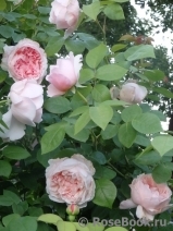 Generous Gardener, The Generous Gardener, The