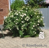 Crocus Rose® Crocus Rose®