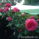 Rosarium Uetersen Rosarium Uetersen