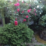Rosarium Uetersen Rosarium Uetersen