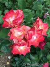 Origami® Origami®