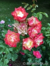 Origami® Origami®