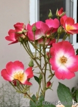 Marjorie Fair ® Marjorie Fair ®