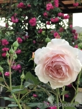 A Shropshire Lad A Shropshire Lad