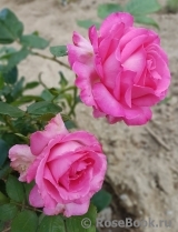 Esmeralda