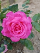 Esmeralda