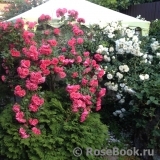 Rosarium Uetersen Rosarium Uetersen