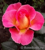 Pink Paradise