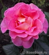 Pink Paradise