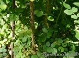 Rosa eglanteria Rosa eglanteria