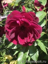 Burgundy Ice Burgundy Ice