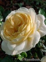 Lions Rose Lions Rose