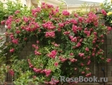 Rosarium Uetersen Rosarium Uetersen
