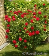 Black Baccara Black Baccara