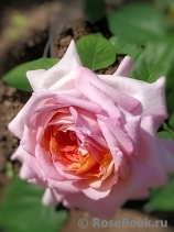 Florajet ® Florajet ®