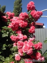 Rosarium Uetersen Rosarium Uetersen