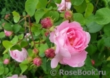 Constance Spry