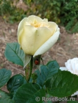 Marie Antoinette Marie Antoinette