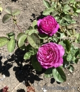 Heidi Klum Rose Heidi Klum Rose