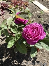 Heidi Klum Rose Heidi Klum Rose