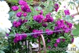 Rosengarten Zweibrücken ® Rosengarten Zweibrücken ®
