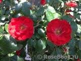Scarlet Meillandecor Scarlet Meillandecor