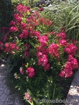 Marjorie Fair ® Marjorie Fair ®