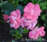 Rosali 83 ® Rosali 83 ®