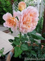 Augusta Luise Augusta Luise
