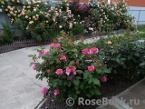 Sophy’s Rose Sophy’s Rose