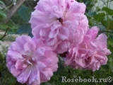 Lavender Lassie Lavender Lassie