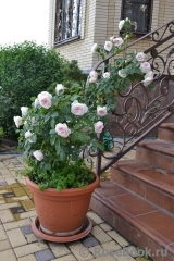 Claire Rose Claire Rose