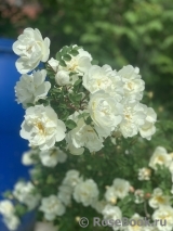Double Scotch White Double Scotch White