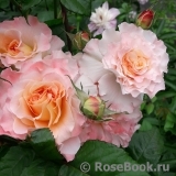 Augusta Luise Augusta Luise