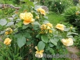 Bernstein-Rose Bernstein-Rose