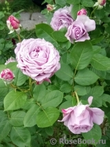 Novalis Novalis
