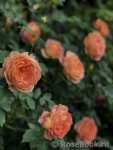 Lady of Shalott Lady of Shalott