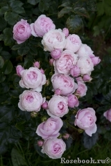 Hans Gonewein Rose Hans Gonewein Rose