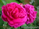 Rose de Rescht