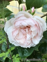 Generous Gardener, The Generous Gardener, The