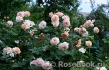 A Shropshire Lad A Shropshire Lad
