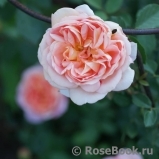 Lady of Shalott Lady of Shalott