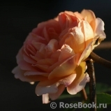 Lady of Shalott Lady of Shalott