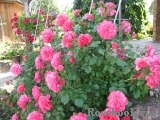 Rosarium Uetersen Rosarium Uetersen