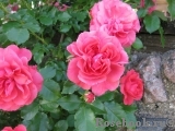 Rosarium Uetersen Rosarium Uetersen