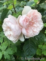 Generous Gardener, The Generous Gardener, The