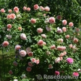 Abraham Darby Abraham Darby